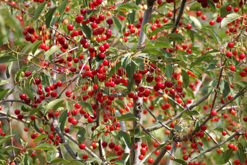 ripe cherries on the branches of the tree