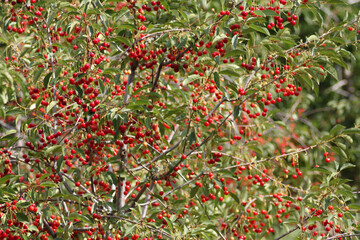 ripe cherries on the branches of the tree