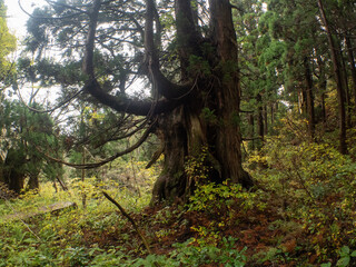 佐渡島の天然杉　金剛杉