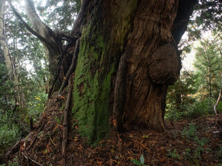 佐渡島の天然杉　関の大杉