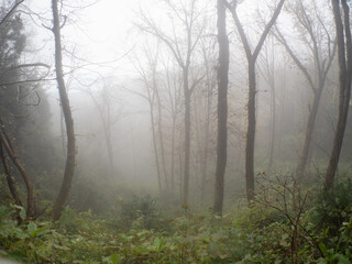 Obraz premium 佐渡島 霧がかかった森林