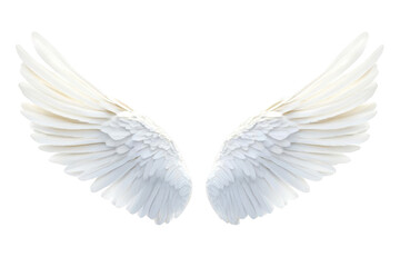 Divine Beauty. Realistic angel wing isolated on a white background