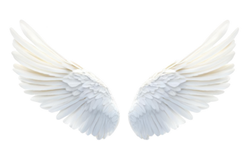 Divine Beauty. Realistic angel wing isolated on a white background