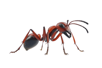Detailed and realistic ar 32 inspired magnified ant concept