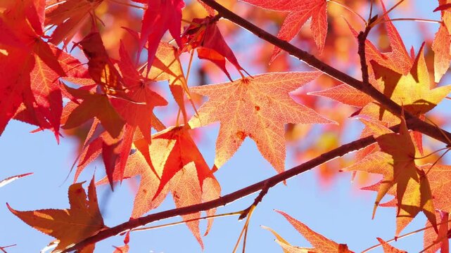 Beautifully dyed maple trees in red, a typical autumnal scene