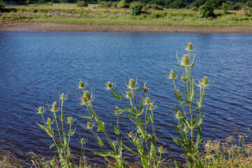 Wild teasel (Dipsacus fullonum) growing on the banks of the River Tyne on sunny day with blue water in background