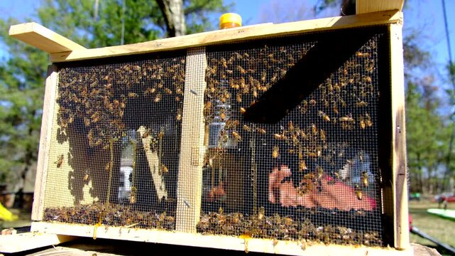 Meshed box full of buzzling honey bees sitting in warm sunny place ready to be transferred into new beehive