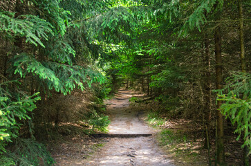 footpath in the forest