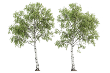 Captivating Birch Tree. Embrace the beauty of nature with this realistic depiction