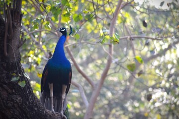 Fototapeta premium Peacock standing on a tree trunk