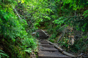 Obraz premium stairway to the forest