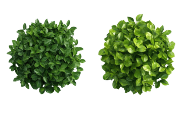 Exploring the Contrast Between Bitmap and Isolated Image. Realistic and Detailed Concept