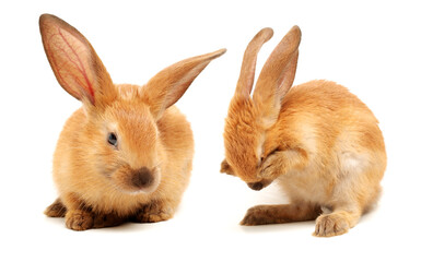 Obraz premium orange rabbit on white background 