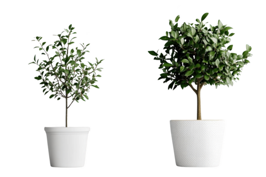 Exploring the Contrast Between Bitmap and Isolated Objects. Realistic, Detailed 2 Concept