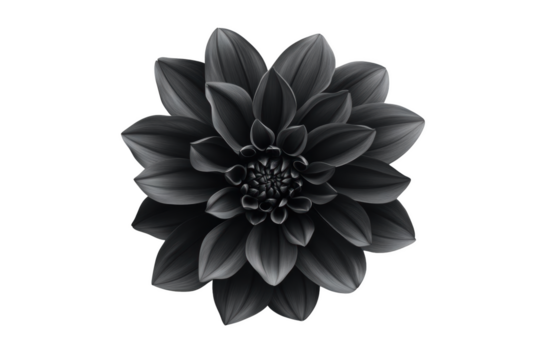 Exquisite Black Flower. Captivating beauty in black and white concept