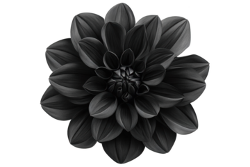 Exquisite Black Flower in Full Bloom. Realistic and Detailed Botanical Concept