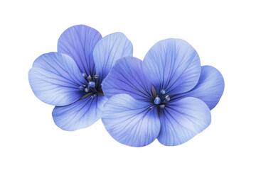 Exquisite Blue Blossoms. Invoking a sense of natural serenity and beauty concept