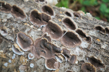 木に生えた食べらそうにない怪しいキノコ