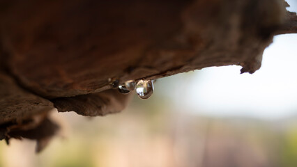 Gota de salvia en tronco de árbol.