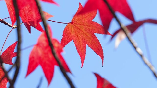Beautifully dyed maple trees in red, a typical autumnal scene