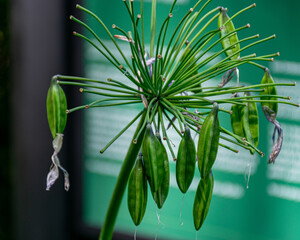 plant vegetation, beautiful representatives of summer flora and fauna