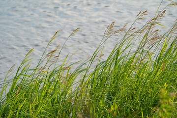 various field grasses and flowers on the background of the setting sun