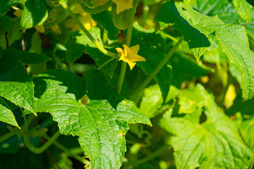 cucumber ovary with pimples on the stem with a yellow flower on a Sunny day