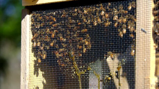 Close up of foamily of bees swarming inside meshed box before being transferred into new bee hive at honey farm