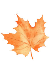 Watercolor hand drawing fall leaf.