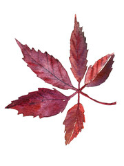 Watercolor hand drawing fall leaf.