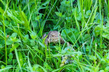 Green Ouaouaron Frog Perched in Lush Grass on a Warm Summer Day