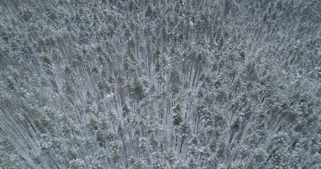 Aerial forward fly with tilt over frozen mixed forest with pine and birch trees