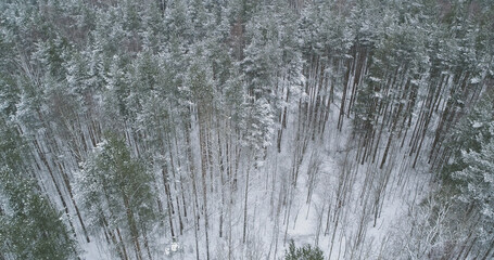 Aerial forward fly with tilt over frozen mixed forest with pine and birch trees