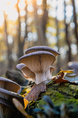 Boczniak ostrygowaty Pleurotus ostreatus