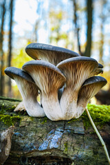 Boczniak ostrygowaty Pleurotus ostreatus