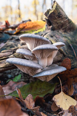Boczniak ostrygowaty Pleurotus ostreatus