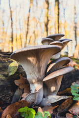 Boczniak ostrygowaty Pleurotus ostreatus