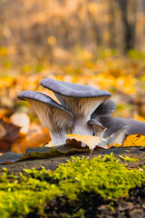 Boczniak ostrygowaty Pleurotus ostreatus