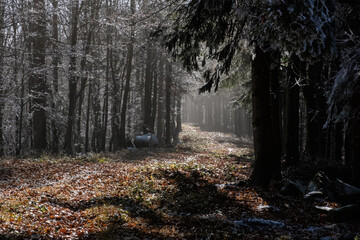 Seasonal natural scene, Kremnica Mountains, Slovakia
