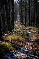 Seasonal natural scene, Kremnica Mountains, Slovakia
