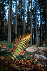 Seasonal natural scene, Kremnica Mountains, Slovakia