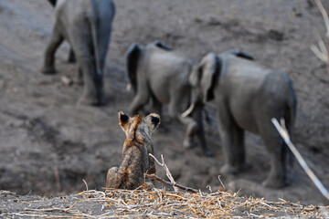Babyl&ouml;we schaut Elefanten hinterher