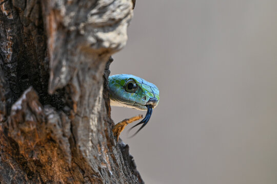Boomslang auf einem Baum