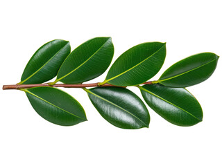 Naklejka premium Green Leaves on a Stem for Natural Designs