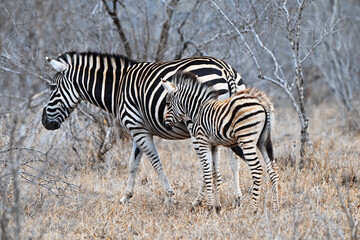 Junges Zebra mit seiner Mutter
