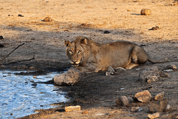 Löwe am Wasserloch
