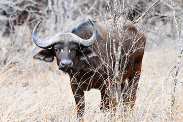 Afrikanischer Büffel
