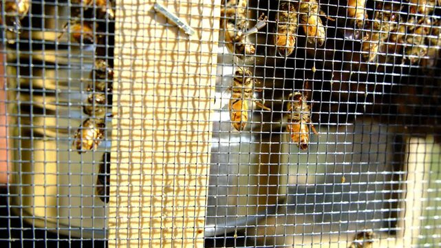Hand held close up shot of honey bees crawling inside screened box ready to be transferred into new beehive in sunny warm day