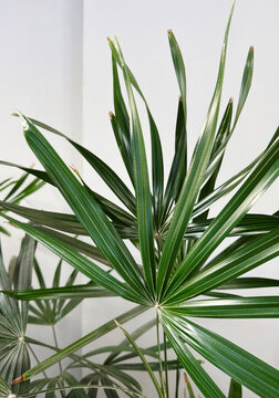 Tropical leaves background of Rhapis excelsa or Lady palm tree in the garden