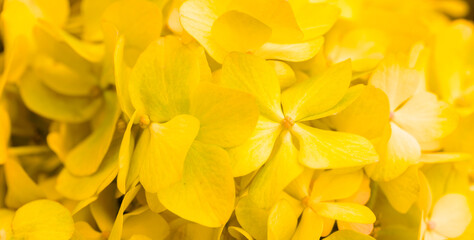 Yellow flowers close-up. Bouquet of colorful flowers. City flower beds, a beautiful and well-kept garden with flowering shrubs.